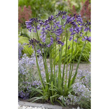 Agapanthus Poppin Purple pot Ø19 cm