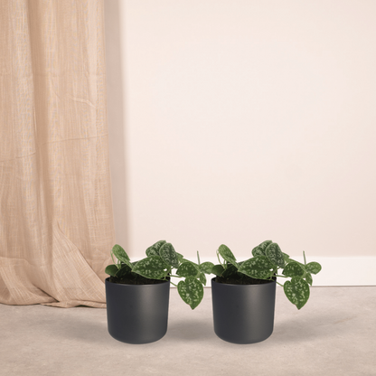 2x Scindapsus Pictus - Epipremnum - 15 cm - Ø12