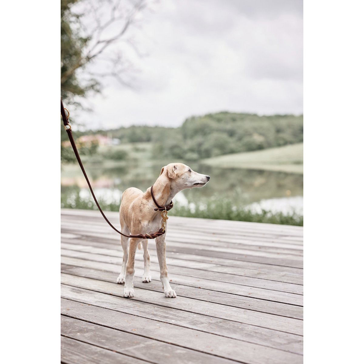 Robin Dog Collar - Small