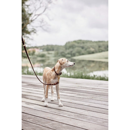 Robin Dog Collar - Small