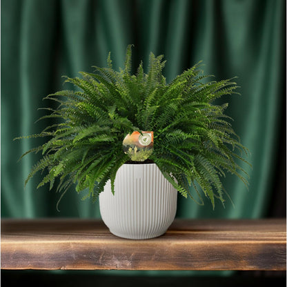Bostonvaren Nephrolepis Green Lady Ø19cm 60cm