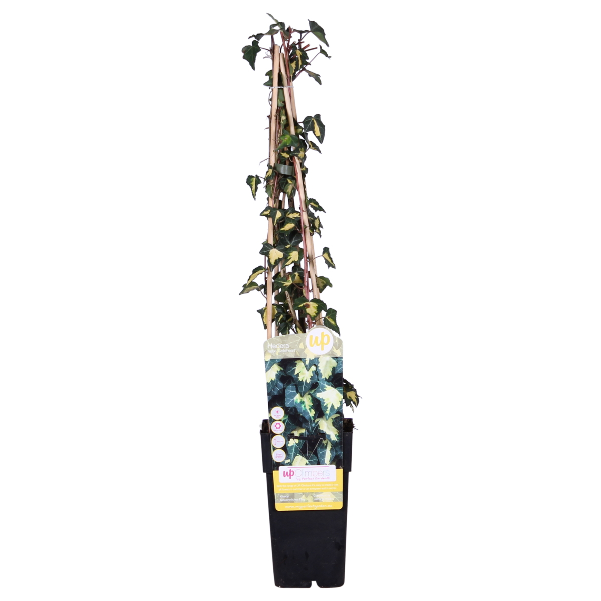 Hedera Helix Goldheart klimop 4x 65cm Ø15cm