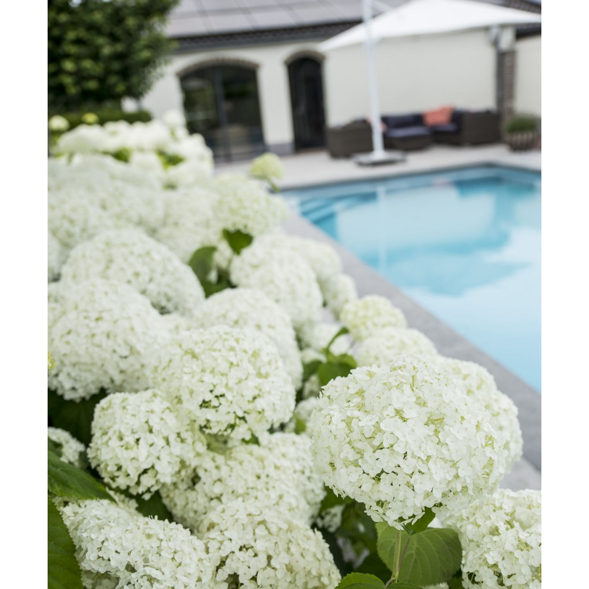 Hydrangea Strong Annabelle pot Ø19cm hoogte 30cm