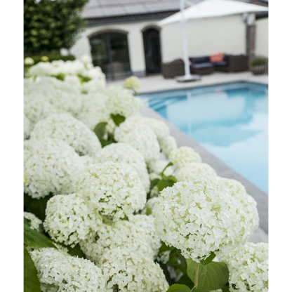 Hydrangea Strong Annabelle pot Ø19cm hoogte 30cm