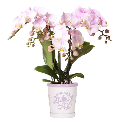 Roze Orchidee 'Portugal' met roze sierpot | potmaat Ø9cm