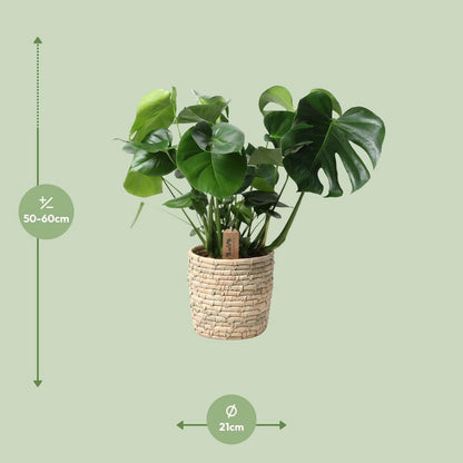Kamerplant Monstera 60 cm potmaat 21 cm