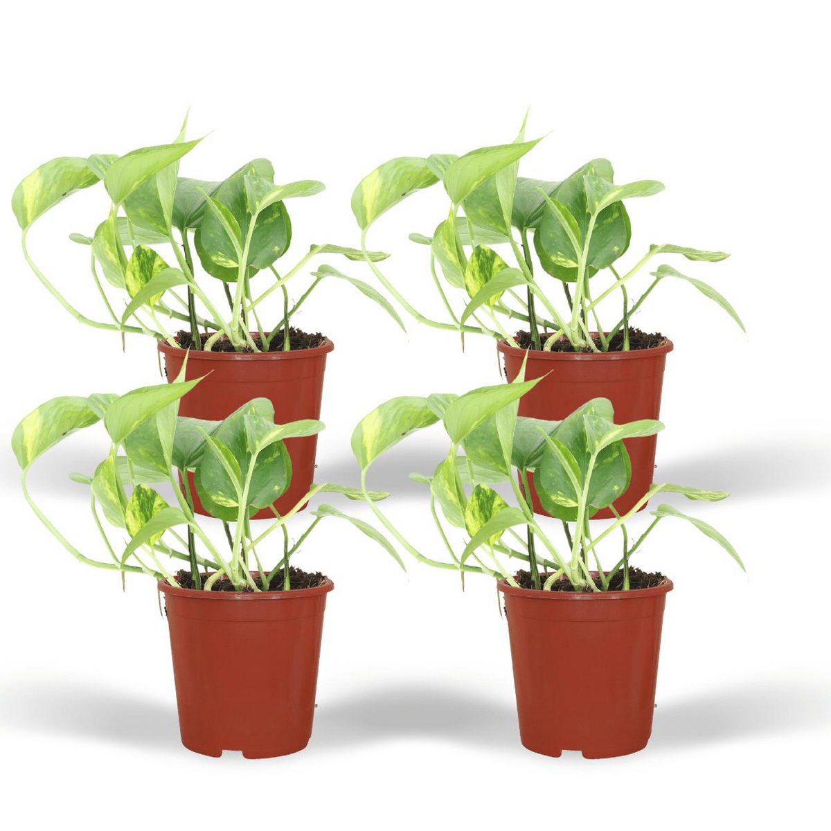Kamerplant Epipremnum Aureum 4 stuks ø12cm 20cm