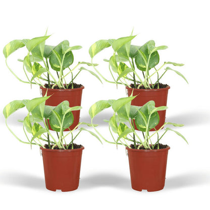 Kamerplant Epipremnum Aureum 4 stuks ø12cm 20cm