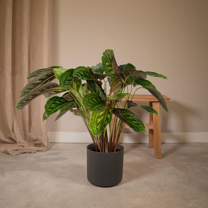 Kamerplant Calathea Flamestar Ø19cm ↕75cm groen