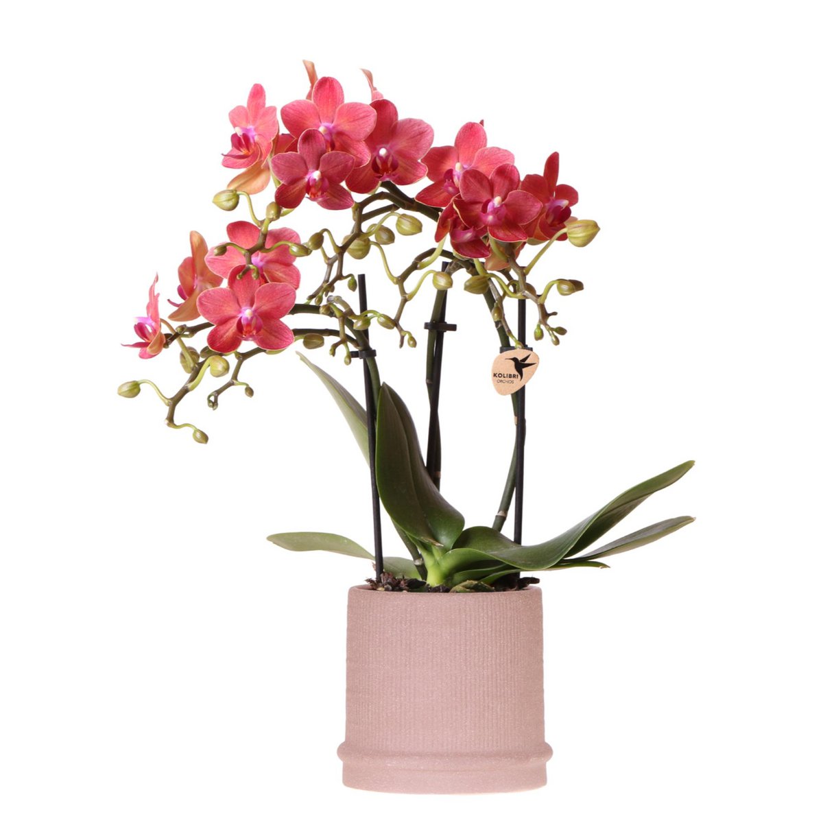 Bloeiende Rode Orchidee met Bali Sierpot Zand Ø9 cm