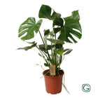 Kamerplant Monstera Ø21cm 55cm