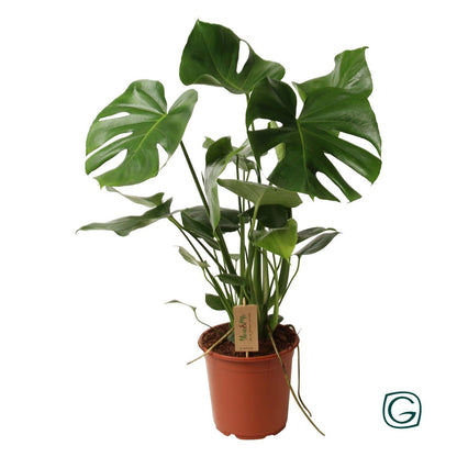 Kamerplant Monstera Ø21cm 55cm