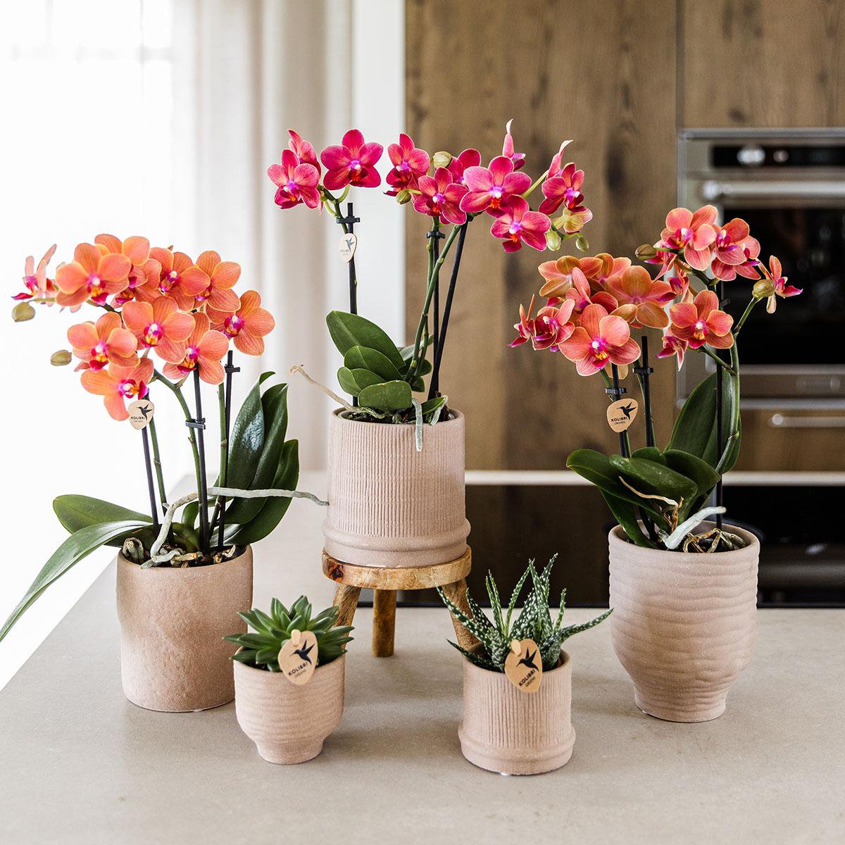 Bloeiende Rode Orchidee met Bali Sierpot Zand Ø9 cm