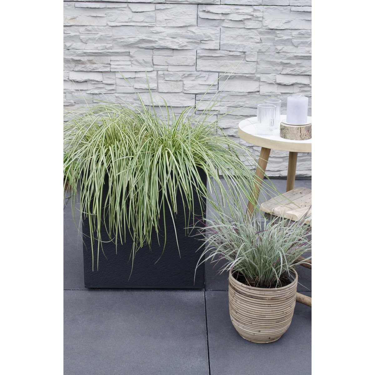 3x - Carex Hachijeensis 'Evergold' - ↨30cm - Ø14