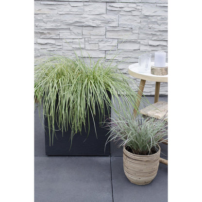 3x - Carex Hachijeensis 'Evergold' - ↨30cm - Ø14