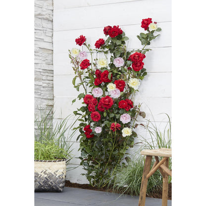 Klimroos Rosa Crazy in love 'Pink' 3 stuks 65cm Ø15