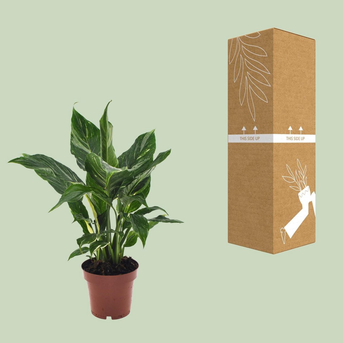 Spathiphyllum diamant - Ø12cm - ↕40cm