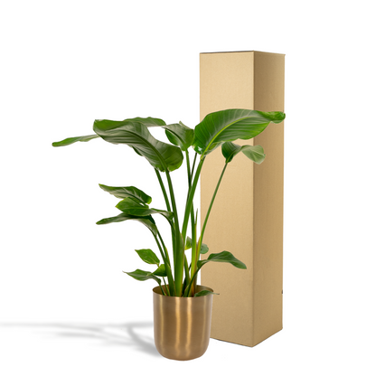 Strelitzia Nicolai kamerplant Ø19 cm 90 cm