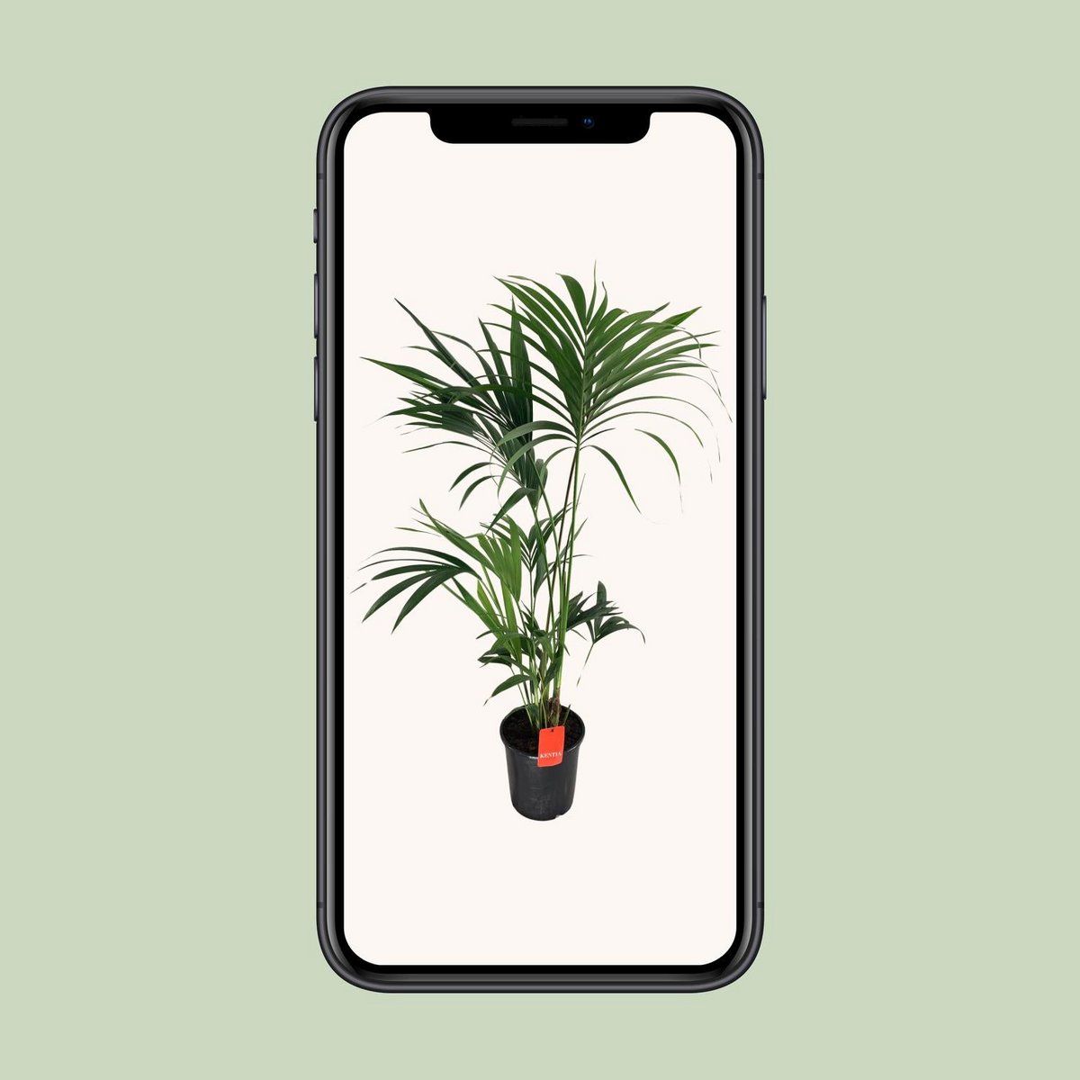 Kentia palm H130 cm