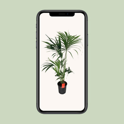 Kentia palm H130 cm