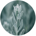 Wall circle mystic plant