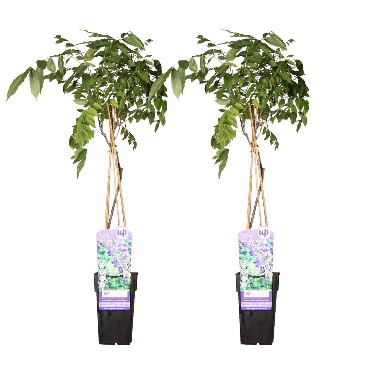 Blauwregen 2 stuks 65cm Ø15cm