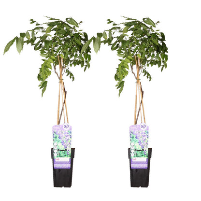Blauwregen 2 stuks 65cm Ø15cm