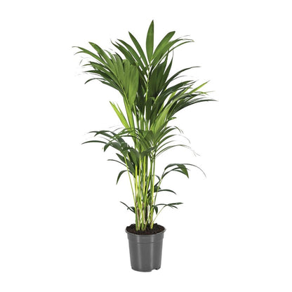 Kentia palm Howea Forsteriana 110 cm