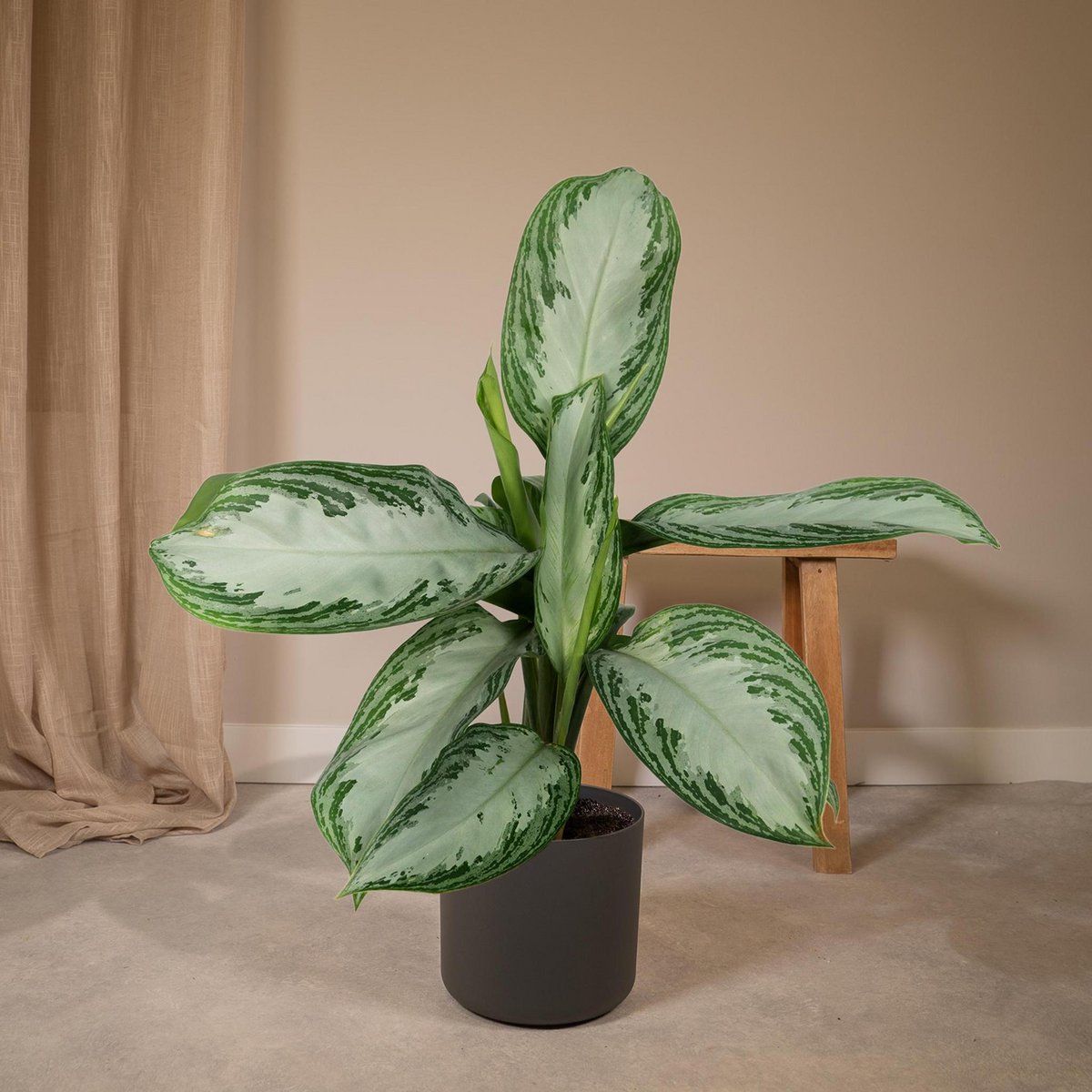 Aglaonema Silver Bay - Ø17cm - ↕55cm