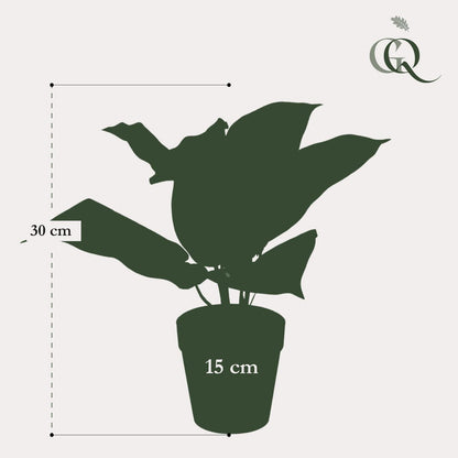 Artificial plant - Scindapsus Pictus - Lucky plant - 30 cm