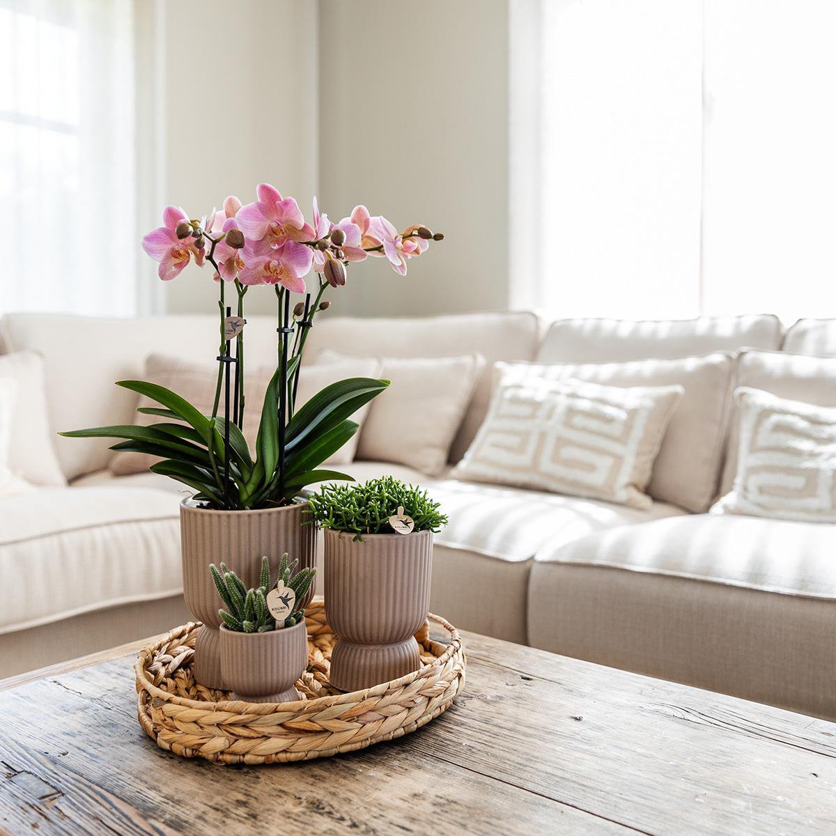Bloeiende Gele Phalaenopsis Orchidee in Diabolo Pot Sand (Ø9cm)