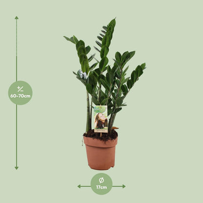 Zamioculcas ZZ-plant 70cm potmaat Ø17cm