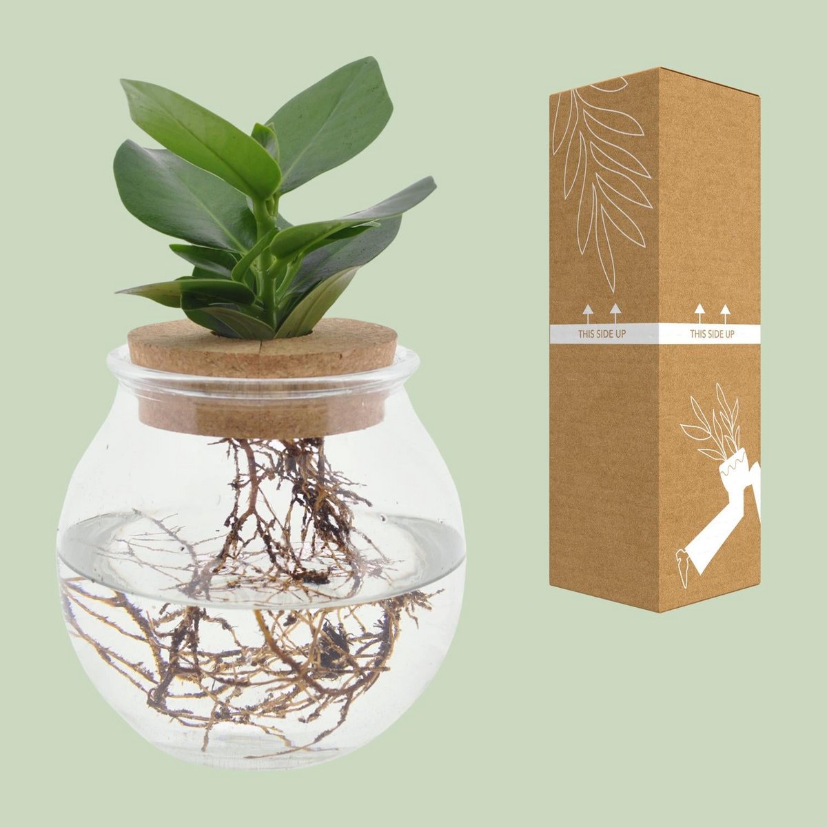 Clusia kamerplant bolglas Ø12cm ↕30cm