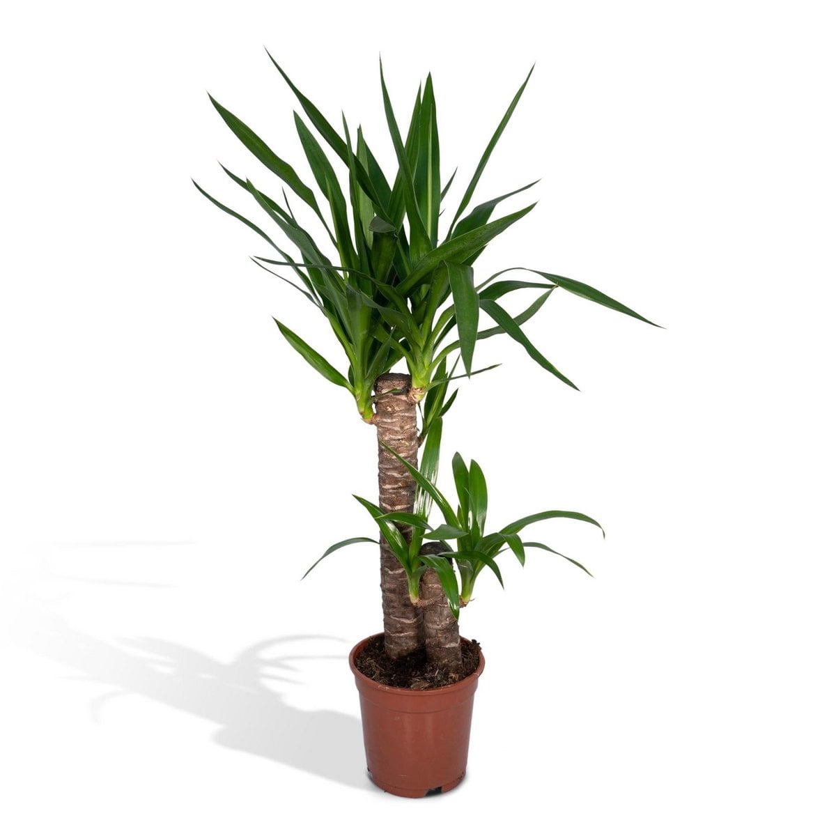 Yucca Elephantipes - Spineless Yucca - Ø17cm - ↕85cm
