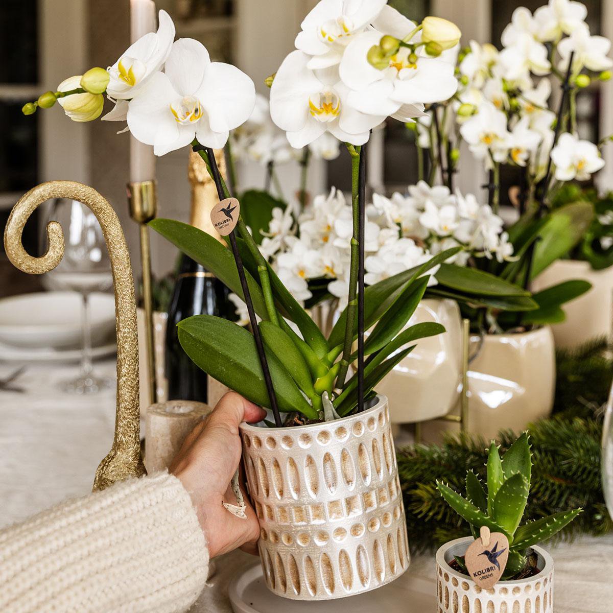 Decorative Mosaic Plant Pot Ø6 cm