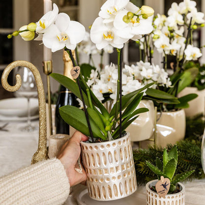 Decorative Mosaic Plant Pot Ø6 cm