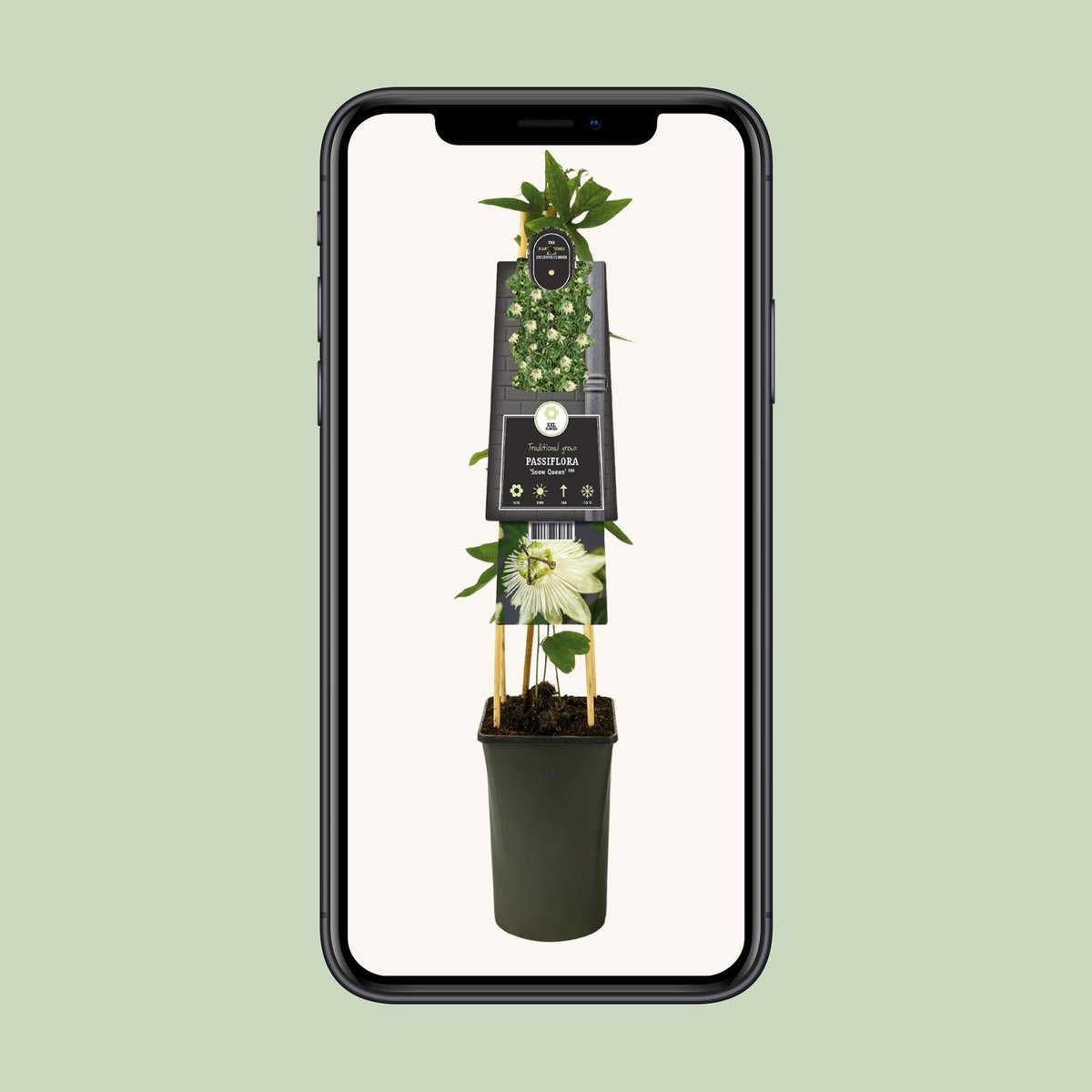 Passiflora 'Snow Queen' PBR +3.0 label - Ø17cm - ↕75cm