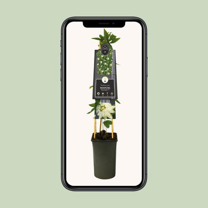 Passiflora 'Snow Queen' PBR +3.0 label - Ø17cm - ↕75cm