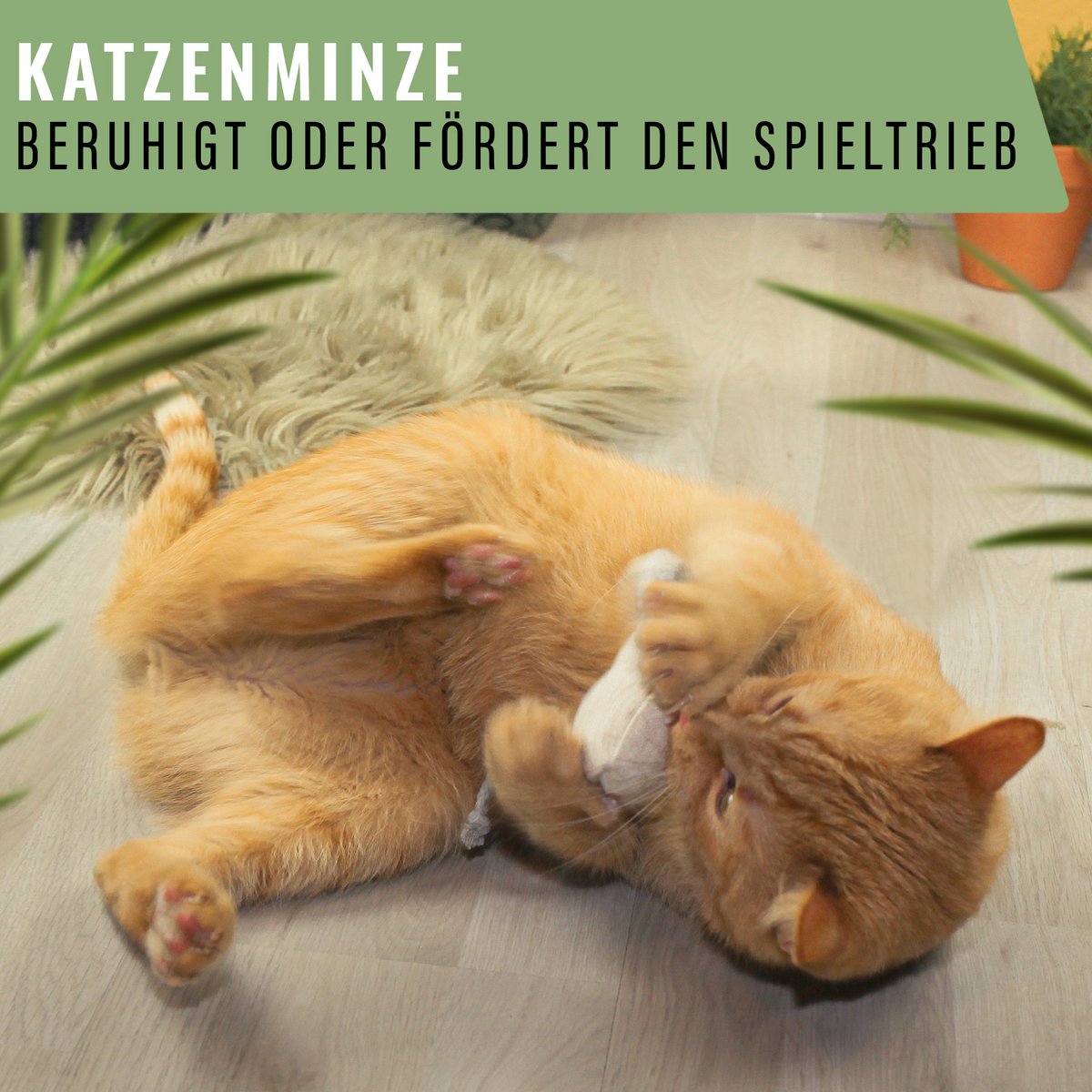 Kattenkruid of valeriaan refill zakjes 18 stuks