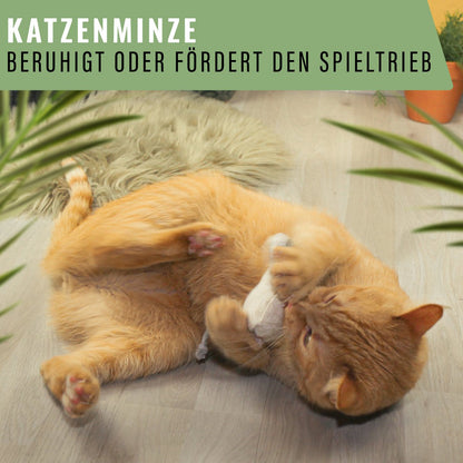 Kattenkruid of valeriaan refill zakjes 18 stuks