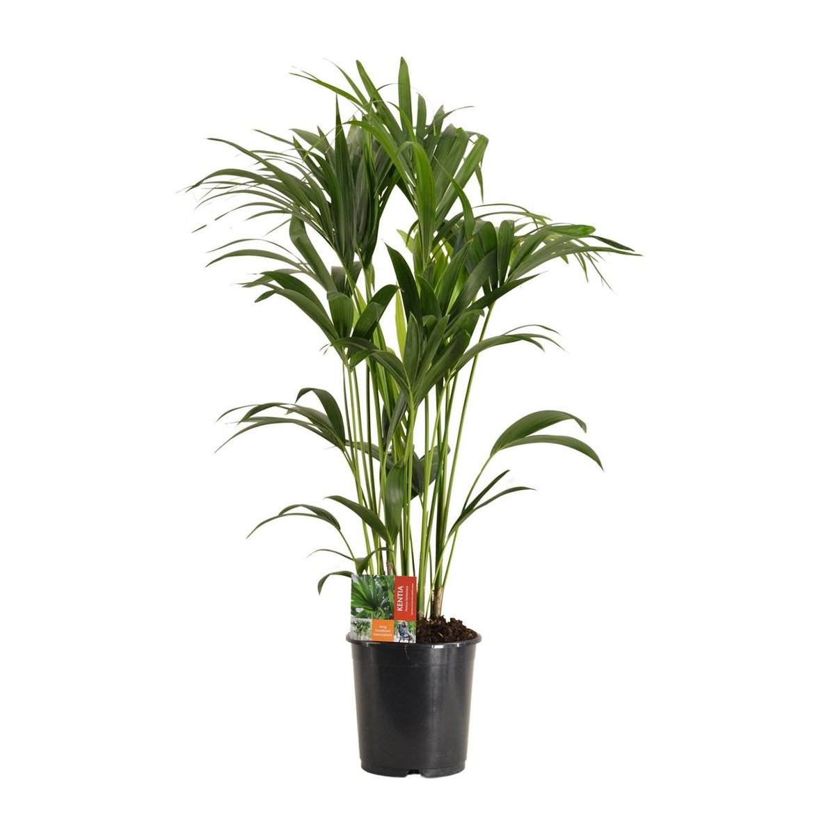 Kamerplant Kentia Howea Forsteriana H120 cm