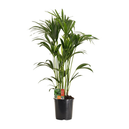 Kamerplant Kentia Howea Forsteriana H120 cm