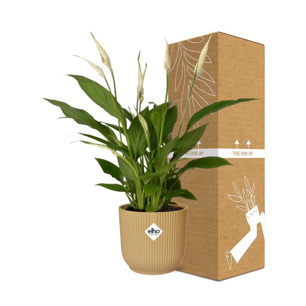 Spathiphyllum 12 cm torelli in Elho vibes vouw 14 cm geel