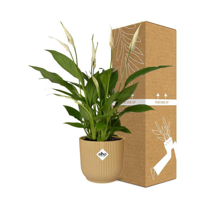 Spathiphyllum 12 cm torelli in Elho vibes vouw 14 cm geel