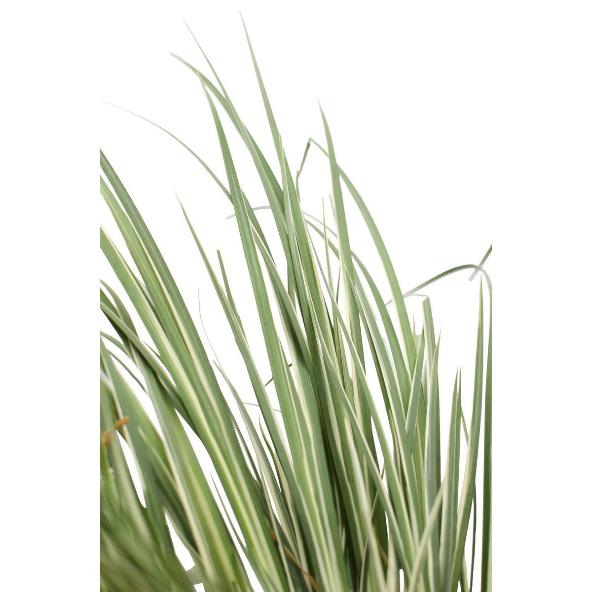 Dwergkalmoes Acorus graminus 'Argenteostriatus' Ø14cm ↕30cm