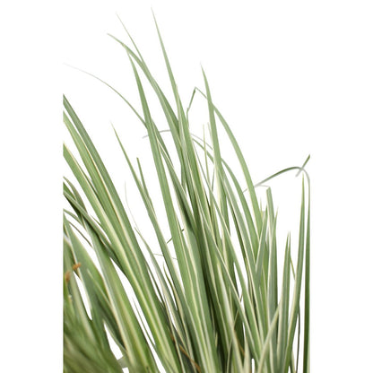 Dwergkalmoes Acorus graminus 'Argenteostriatus' Ø14cm ↕30cm