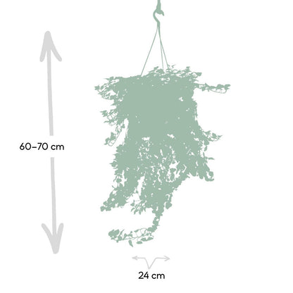 Hedera Wonder Green Hanging - Ivy - Ø24cm - ↕70cm