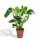 Monstera Deliciosa plant Ø19cm ↕60cm
