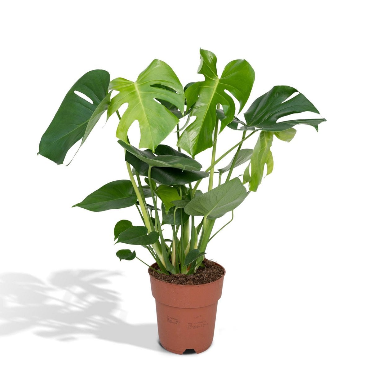 Monstera Deliciosa plant Ø19cm ↕60cm