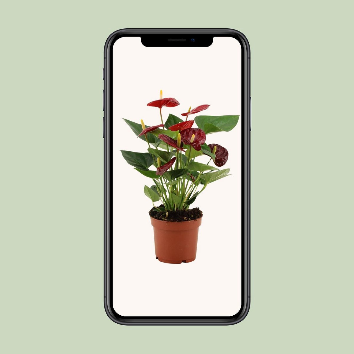 Anthurium calon in transparent sleeve - Ø12cm - ↕36cm